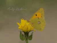 Oranje luzernevlinder [Colias crocea]